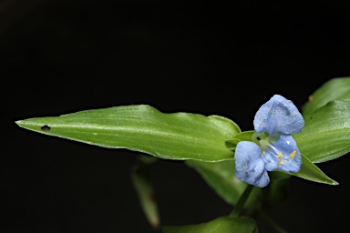 APII jpeg image of Commelina cyanea  © contact APII