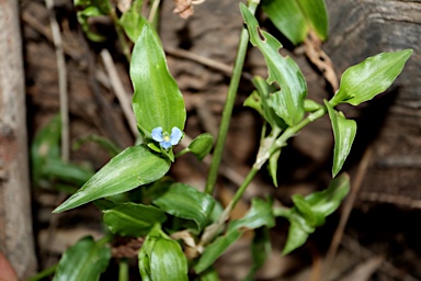 APII jpeg image of Commelina cyanea  © contact APII