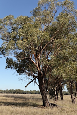 APII jpeg image of Eucalyptus microcarpa  © contact APII