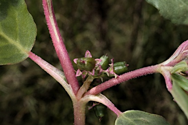 APII jpeg image of Zaleya galericulata subsp. australis  © contact APII