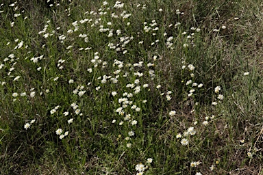 APII jpeg image of Calotis scabiosifolia var. scabiosifolia  © contact APII