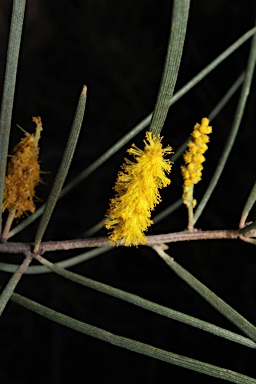 APII jpeg image of Acacia aptaneura var. tenuis  © contact APII