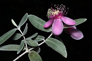 APII jpeg image of Lithomyrtus cordata  © contact APII