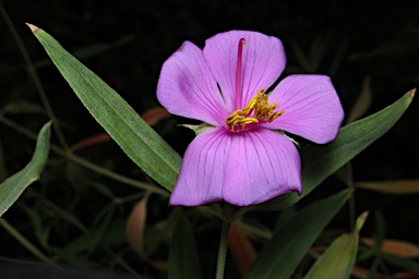 APII jpeg image of Osbeckia australiana  © contact APII