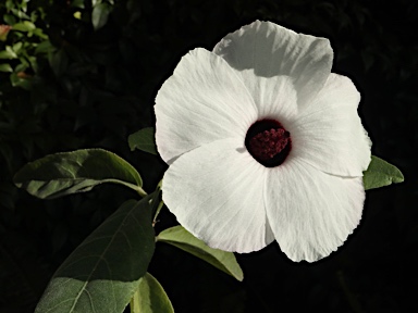 APII jpeg image of Hibiscus forsteri  © contact APII