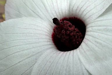 APII jpeg image of Hibiscus forsteri  © contact APII