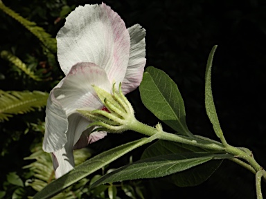 APII jpeg image of Hibiscus forsteri  © contact APII