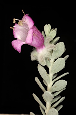 APII jpeg image of Eremophila punicea  © contact APII