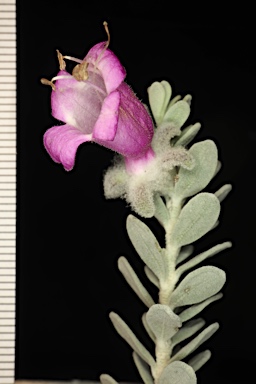 APII jpeg image of Eremophila punicea  © contact APII