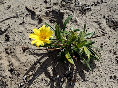 APII jpeg image of Gazania linearis  © contact APII