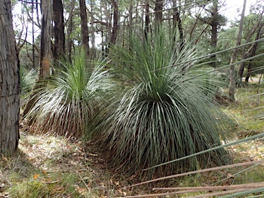 APII jpeg image of Xanthorrhoea semiplana subsp. tateana  © contact APII