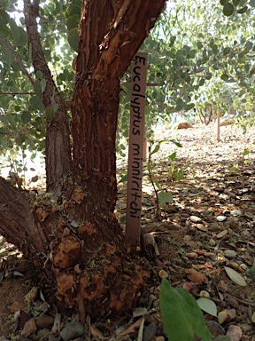 APII jpeg image of Eucalyptus minniritchi  © contact APII