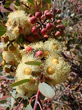 APII jpeg image of Eucalyptus minniritchi  © contact APII