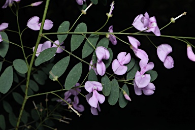 APII jpeg image of Indigofera australis  © contact APII