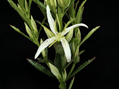 APII jpeg image of Haloragodendron lucasii  © contact APII
