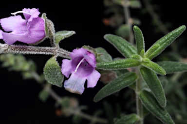 APII jpeg image of Prostanthera sp. Rowleys Creek (L.M.Copeland 4288)  © contact APII