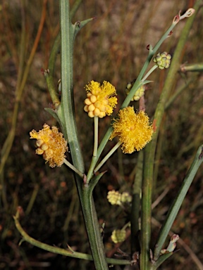 APII jpeg image of Acacia daviesioides  © contact APII
