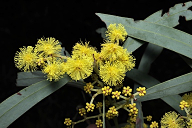 APII jpeg image of Acacia barringtonensis  © contact APII