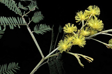 APII jpeg image of Acacia silvestris  © contact APII