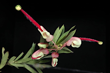 APII jpeg image of Grevillea obtusiflora subsp. obtusiflora  © contact APII