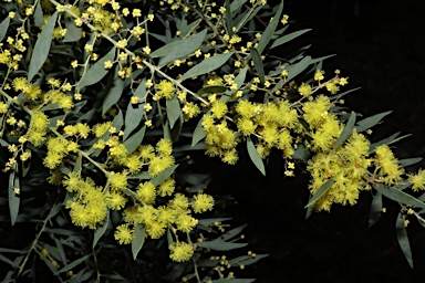 APII jpeg image of Acacia boormanii 'Gold Tips'  © contact APII