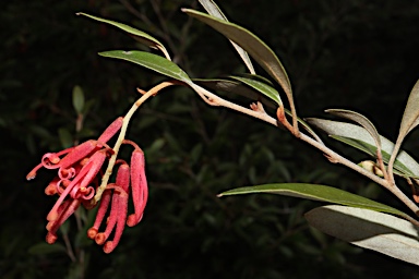 APII jpeg image of Grevillea victoriae subsp. brindabella  © contact APII