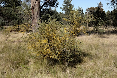 APII jpeg image of Acacia brachybotrya  © contact APII