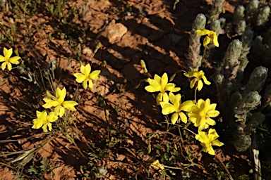 APII jpeg image of Goodenia pinnatifida  © contact APII