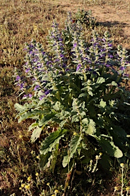 APII jpeg image of Ajuga australis  © contact APII