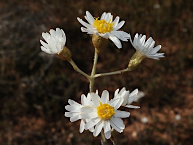 APII jpeg image of Rhodanthe corymbiflora  © contact APII