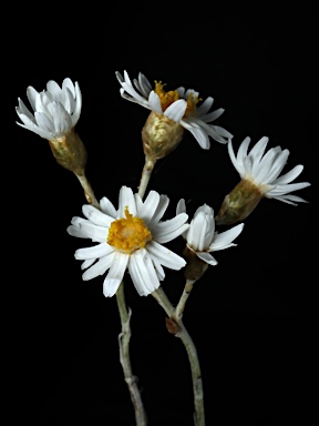 APII jpeg image of Rhodanthe corymbiflora  © contact APII
