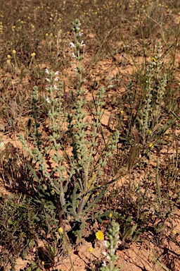 APII jpeg image of Salvia verbenaca  © contact APII