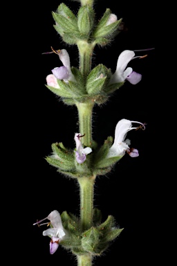 APII jpeg image of Salvia verbenaca  © contact APII