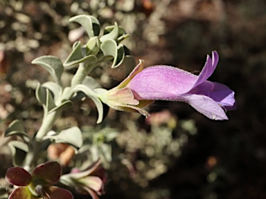 APII jpeg image of Eremophila rotundifolia  © contact APII