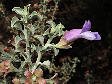 APII jpeg image of Eremophila rotundifolia  © contact APII
