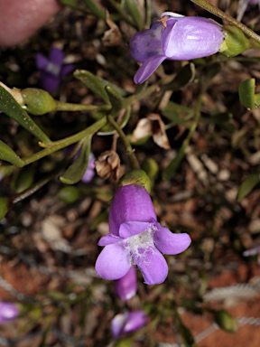 APII jpeg image of Eremophila drummondii  © contact APII