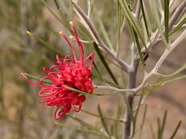 APII jpeg image of Grevillea 'Kemble hybrid'  © contact APII