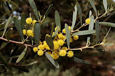 APII jpeg image of Acacia trineura  © contact APII