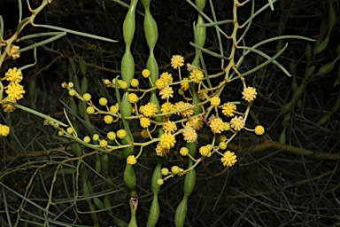 APII jpeg image of Acacia calamifolia  © contact APII