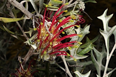 APII jpeg image of Grevillea ilicifolia subsp. ilicifolia  © contact APII