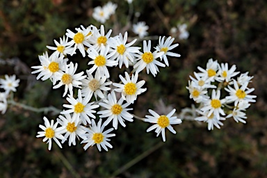 APII jpeg image of Rhodanthe corymbiflora  © contact APII