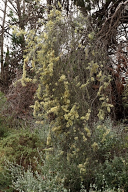 APII jpeg image of Hakea tephrosperma  © contact APII