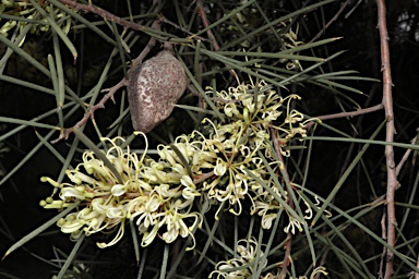 APII jpeg image of Hakea tephrosperma  © contact APII