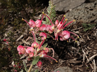 APII jpeg image of Grevillea alpina 'Goldfields Pink'  © contact APII