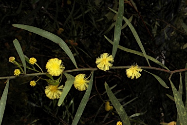 APII jpeg image of Acacia dodonaeifolia  © contact APII