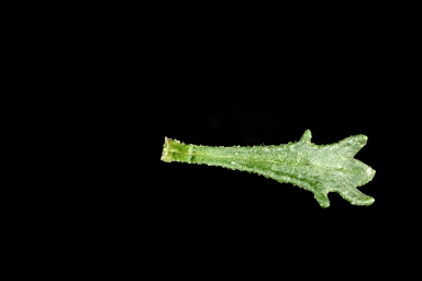 APII jpeg image of Olearia sp. Rhizomatica  © contact APII