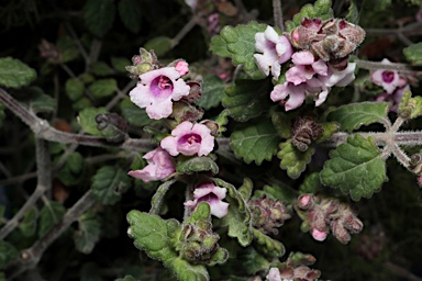 APII jpeg image of Prostanthera incana 'Penrose Pink'  © contact APII