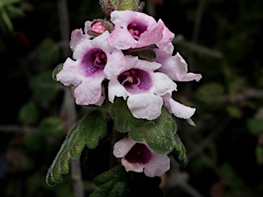 APII jpeg image of Prostanthera incana 'Penrose Pink'  © contact APII