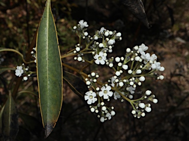 APII jpeg image of Logania saxatilis  © contact APII