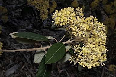 APII jpeg image of Pomaderris elliptica var. elliptica  © contact APII